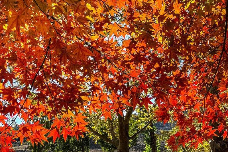 Autumn in Santa Barbara County Wine Country