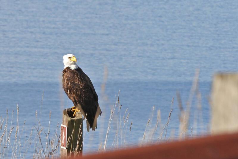 Bald Eagle on San Juan Islands.