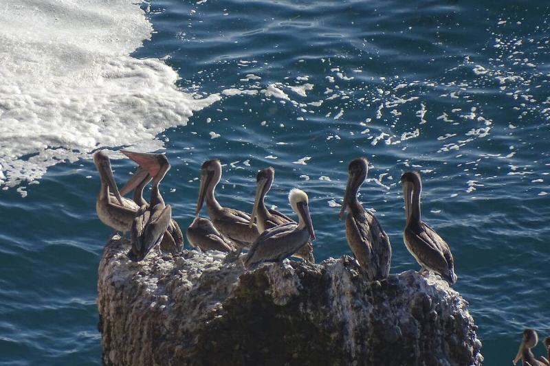 Brown pelicans near the Point Reyes Lighthouse.