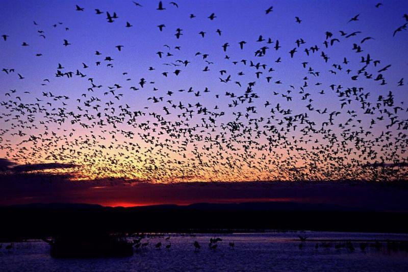 A large flock of birds fly amidst the rising sun.