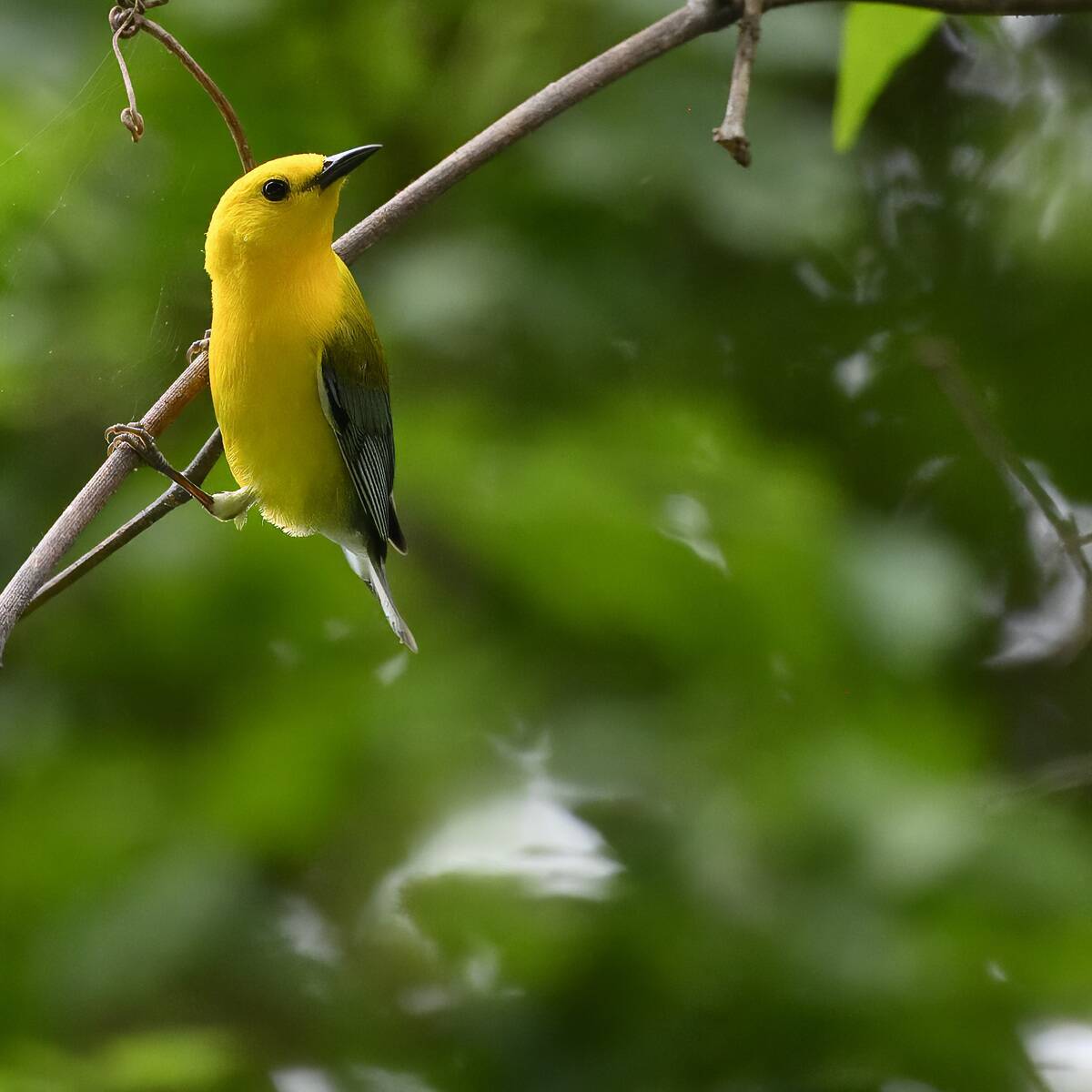 Prothonotary warbler in the great dismal swamp
