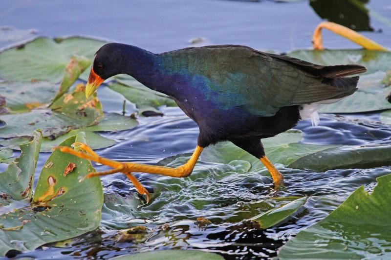 Purple Gallinule in Everglades National Park.