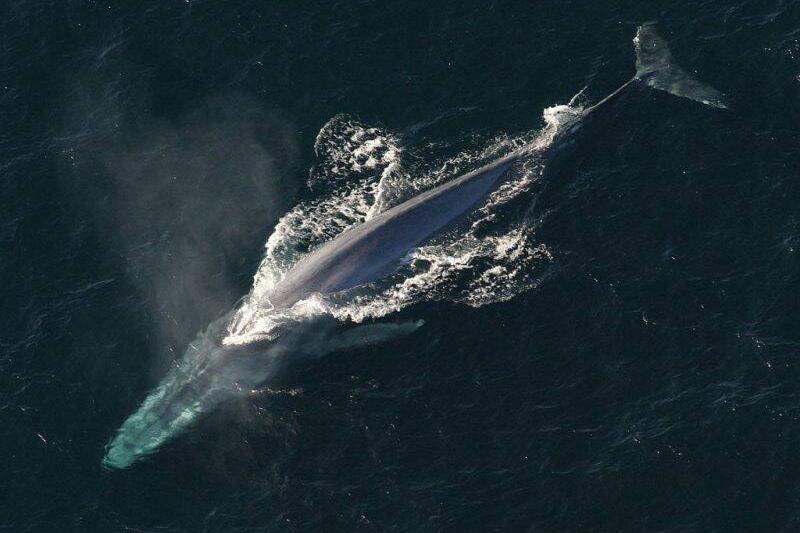 blue-whale-800x554-1-41062