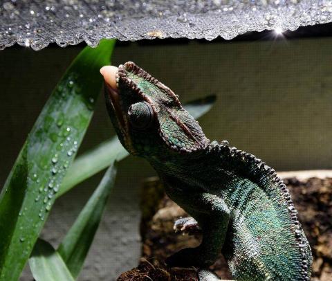 chameleon-3372608_1280-800x678-1-80065