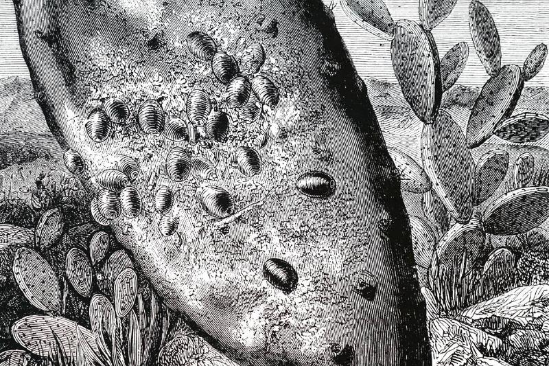 Cochineal Beetles.
