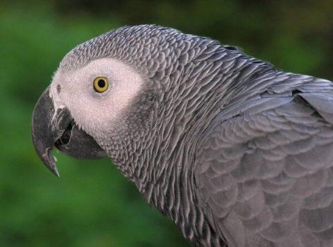 congo_african_grey_parrot_-head_detail-600x445-1-73867