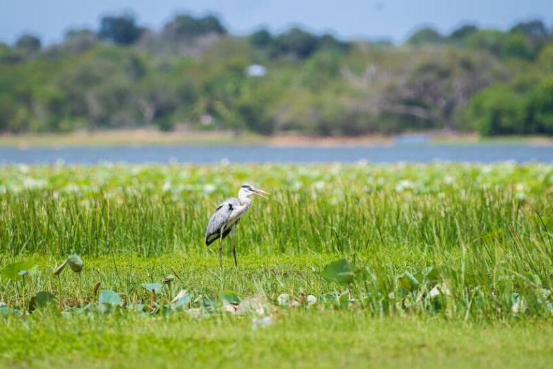 Grey heron (Ardea cinerea) Standing still in the marsh land.