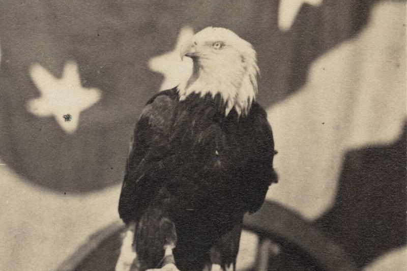 Old Abe Perched on a Cannon