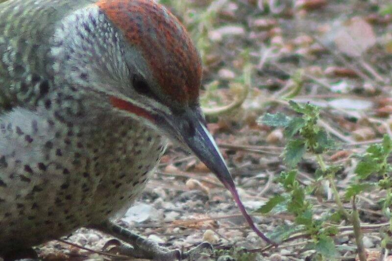 picus_viridis_sharpei_108b-800x777-1-77689