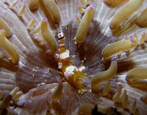 sexy-shrimp-600x471-1-96384