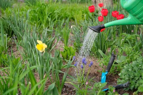 Watering can watering plants. 