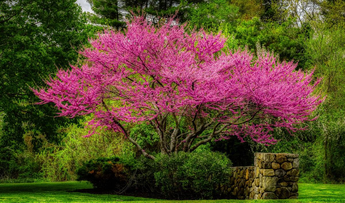 An eastern redbud tree.