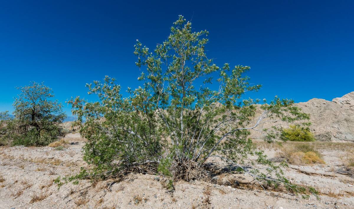 A desert willow tree.