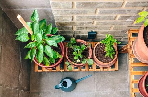 Top view of small vegetable garden on balcony of town apartment with varieties of green plants growing on a ceramic pots over wood shelf.