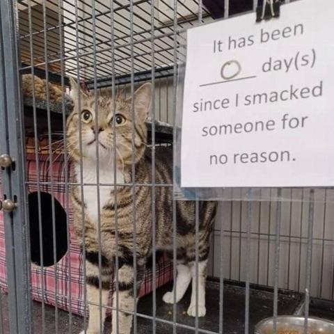 Apple News - 2025-06-20T142549.288