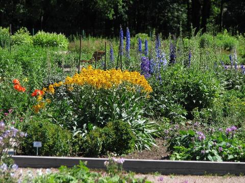 Perennial plot of flowers. 