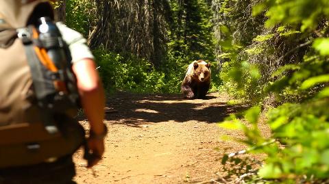 A bear and a hiker on a path. 