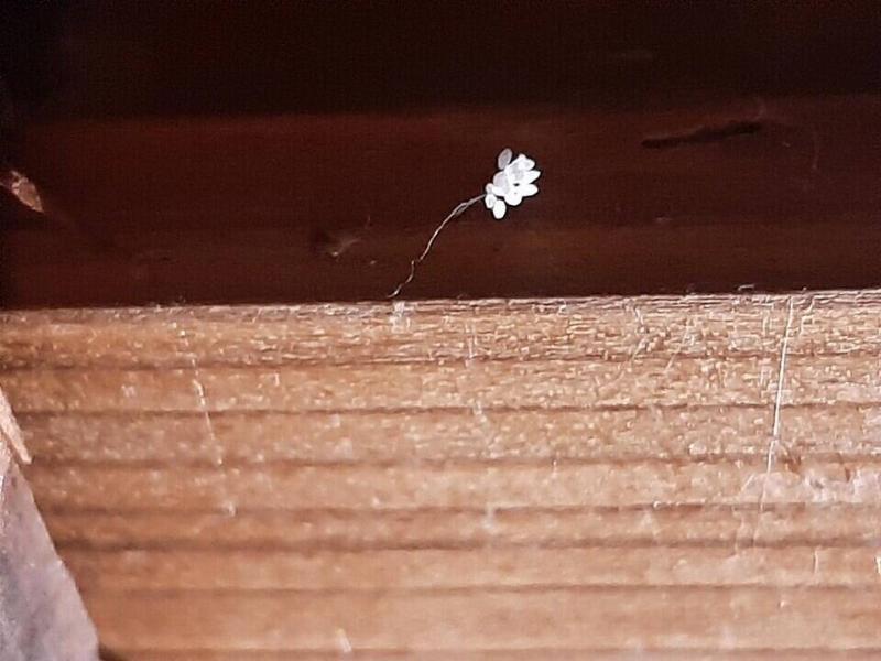 Udumbaraflowerlyonfrance2022