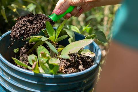 Hands pour fertilized soil with a shovel over a plant.