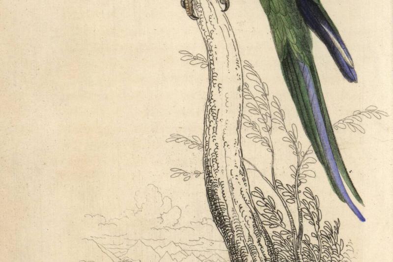 Carolina parakeet, Conuropsis carolinensis