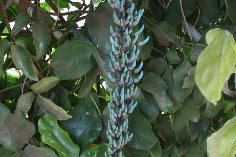 Daily Life In Hawaii