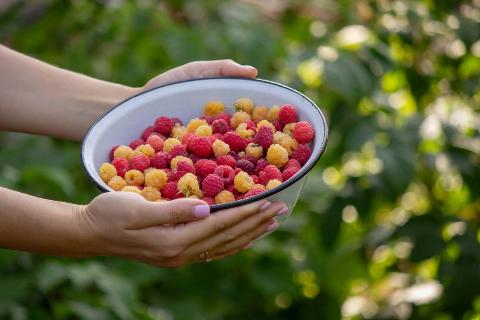 Hands holding a bowl of raspberries. 