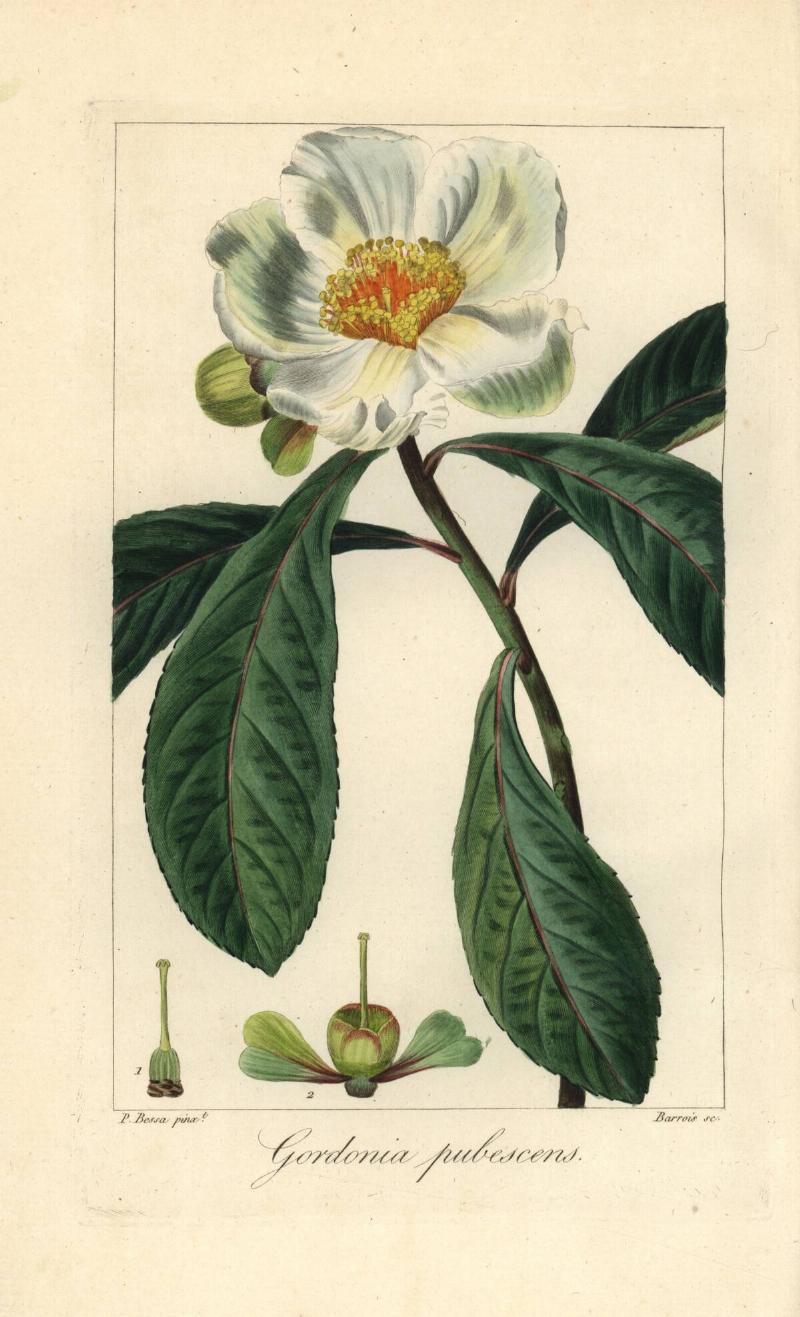 Franklin tree from de Launay's 'Herbier General de l'Amateur,' Paris, 1820