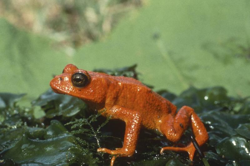 Golden toad sole habitat on Earth. Became extinct as predicted.