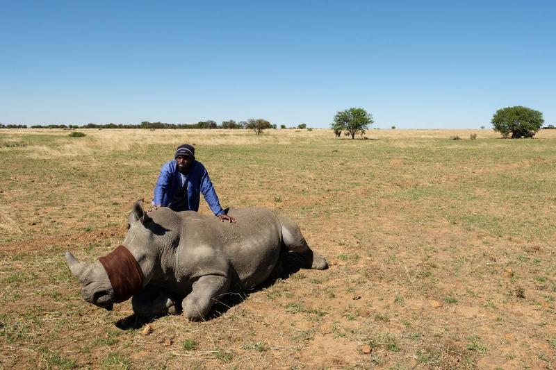 Horn Trimming On The Ranch Of South African Rhino Breeder John Hume
