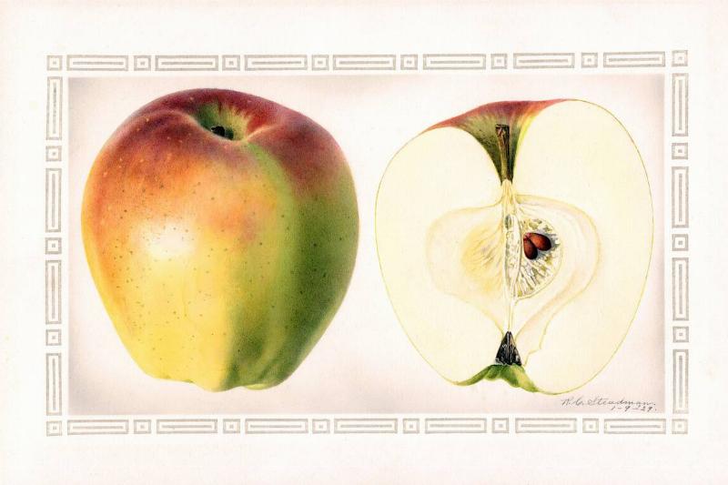 Indo Apples, Malus domestica, Kuroishi, Aomoriken Prefecture, Japan, Watercolor Illustration by Royal Charles Steadman, U.S. Department of Agriculture Pomological Watercolor Collection, 1929