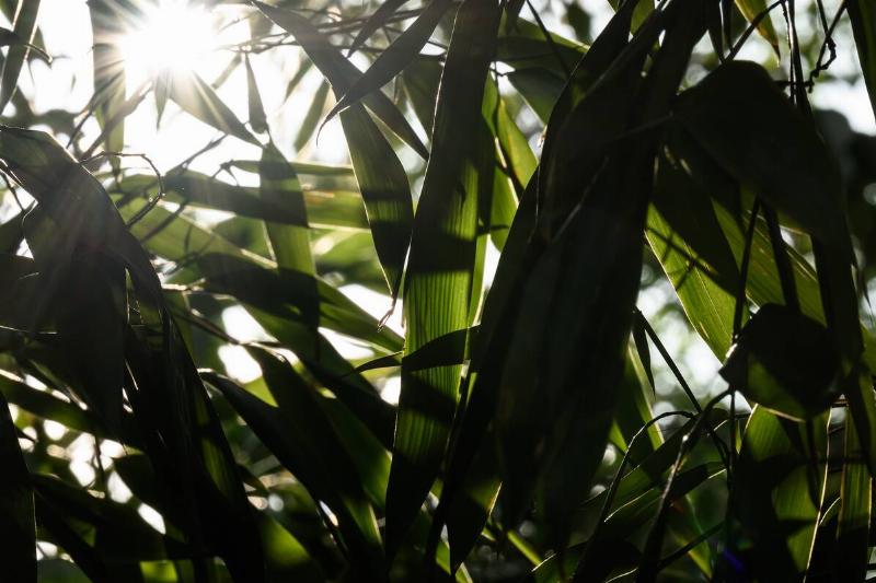 Kew Gardens Debuts New Carbon Garden
