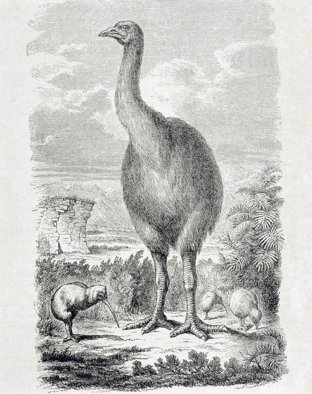Kiwis the national emblem of New Zealand and the extinct Moa from a 19th century print...