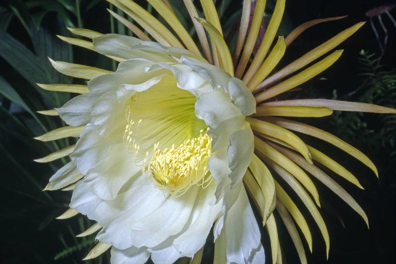 Nightblooming Cereus, Queen of the Night (Selenicereus grandiflorus)