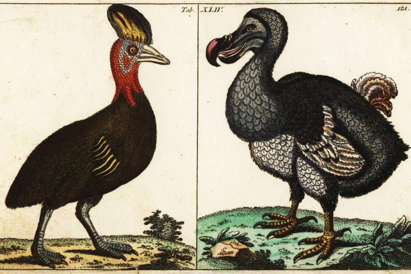 Northern cassowary and extinct dodo