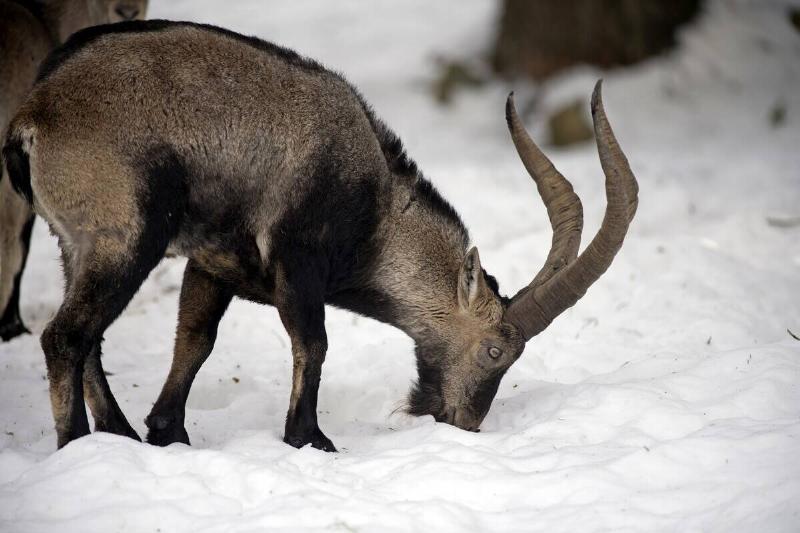 Pyrenean Ibex in the snow, Capra Pyrenaica, Spain