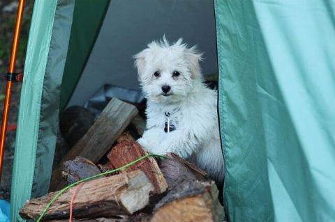 ruger_8358020565_2-640x426-1-22265