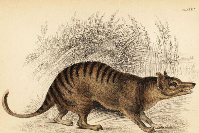 Tasmanian tiger or thylacine