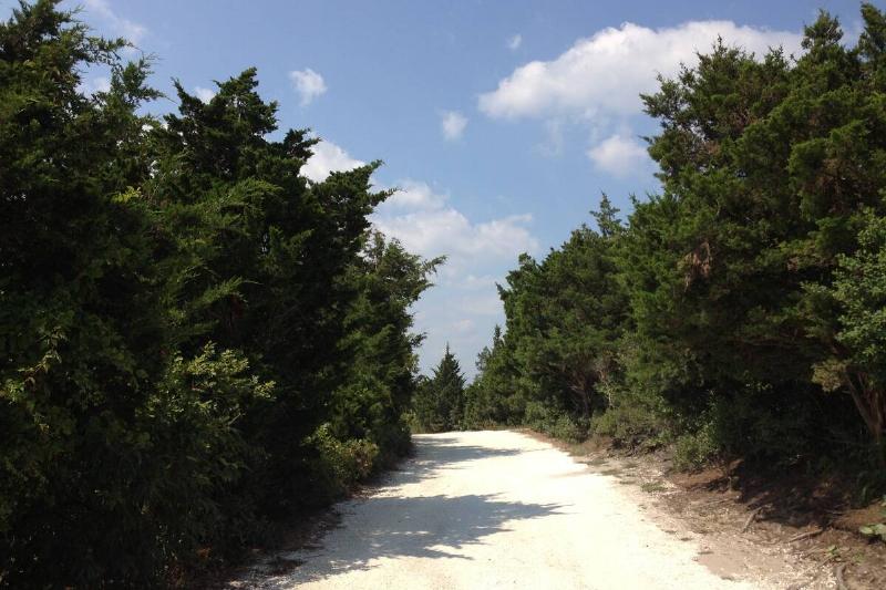 Eastern red cedar by a road. 