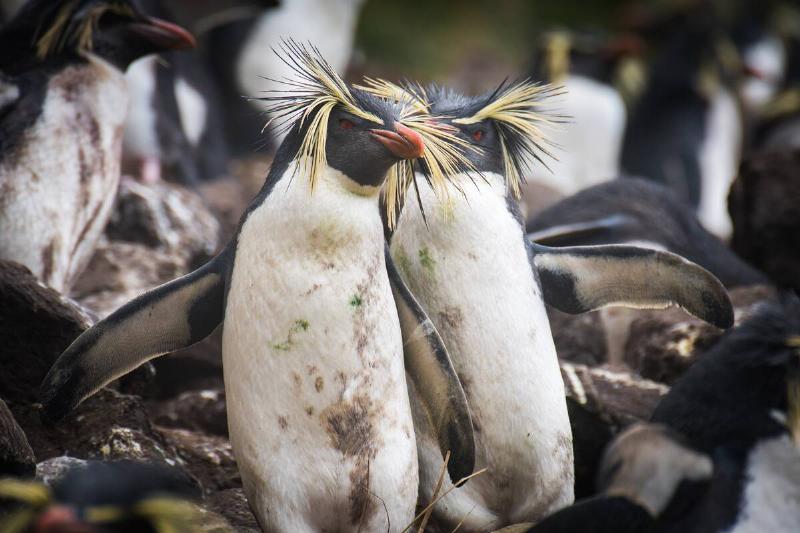 Northern rockhopper penguins. 