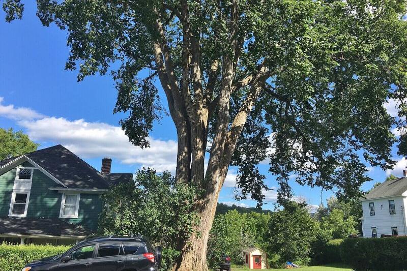 American elm tree located in Lee, Massachusetts.