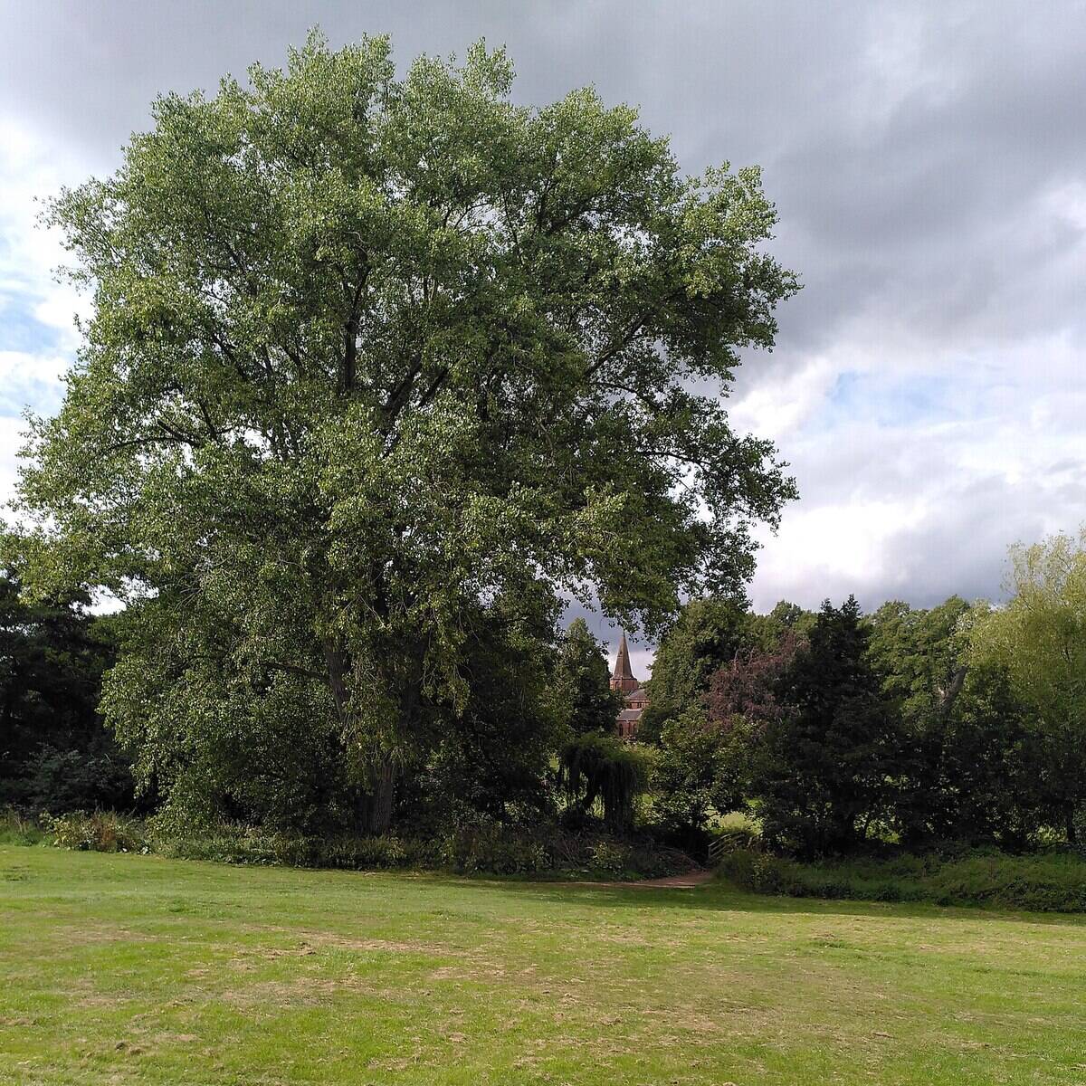 Hybrid black poplar tree.