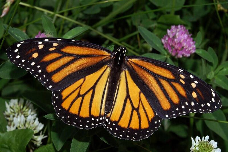 Monarch butterfly. 