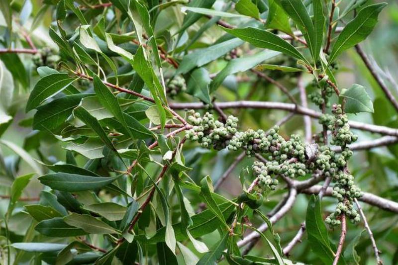 30045890143_5bd7d21b7f_z-64439