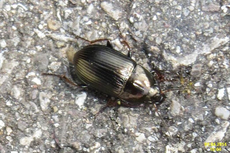 A ground beetle. 