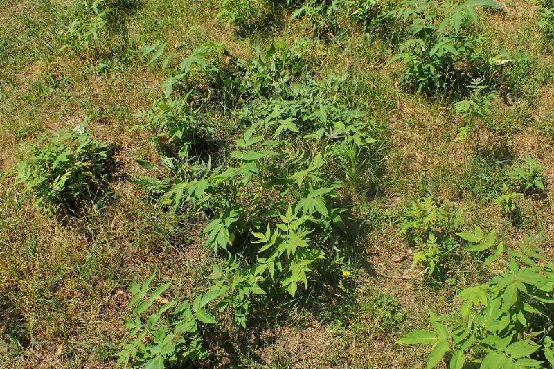 Tree of life root suckers. 