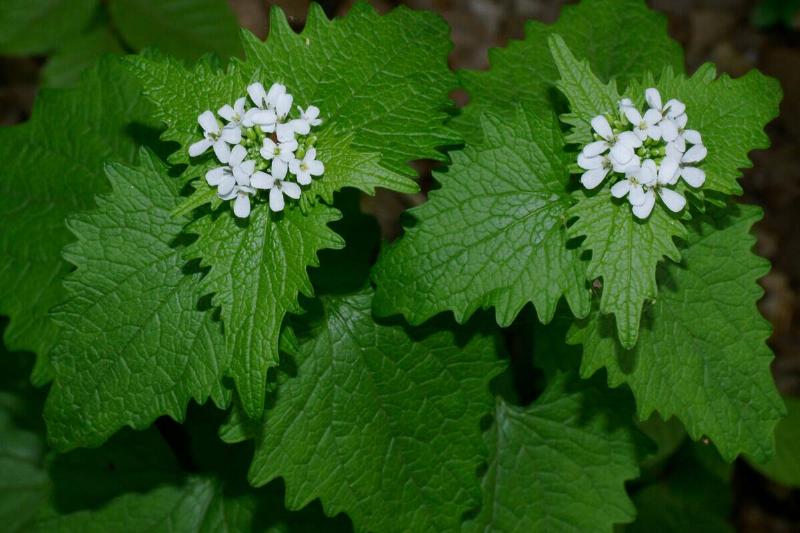 Garlic mustard plant. 