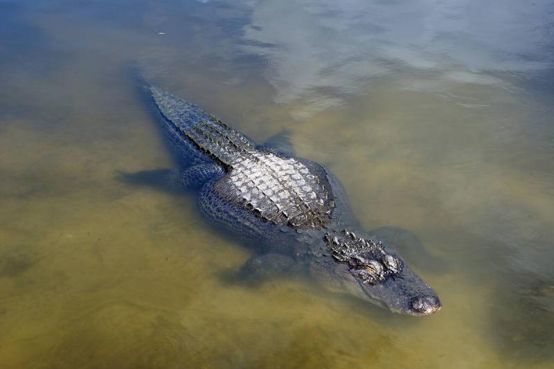 Alligator in the water at Gatorland.