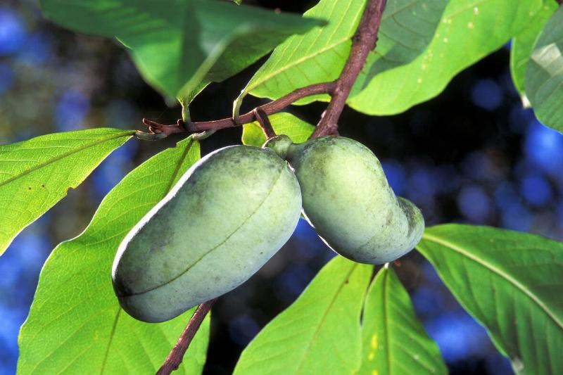 Paw Paw fruit.