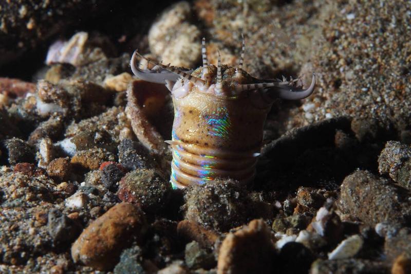 Bobbit worm.
