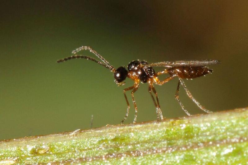 Braconid Aphidiinae.